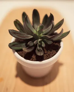 近距离,照片,肉质,白色,陶瓷,盆栽,植物,花瓶 近距离,照片,肉质,白色,陶瓷,盆栽,植物,花瓶