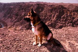 棕色和黑色短毛狗