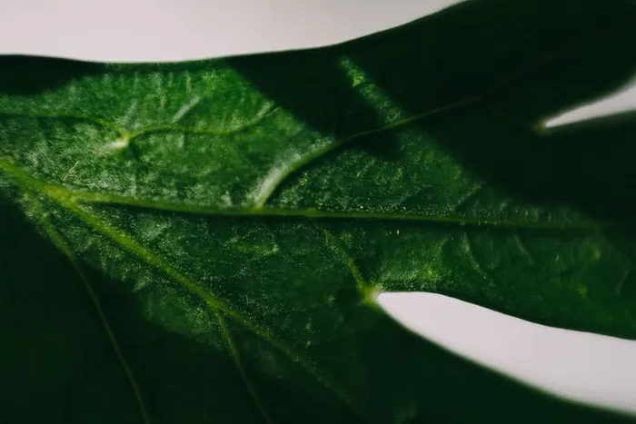 欧芹、黄瓜、青豆和其他绿色植物