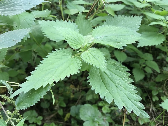 花，玫瑰，植物，五颜六色，绿色，森林，湖泊，海洋