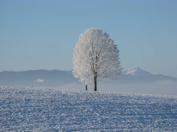 蓝天下被雪帽山环绕的孤树