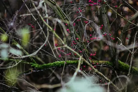 在秋天的森林里散步