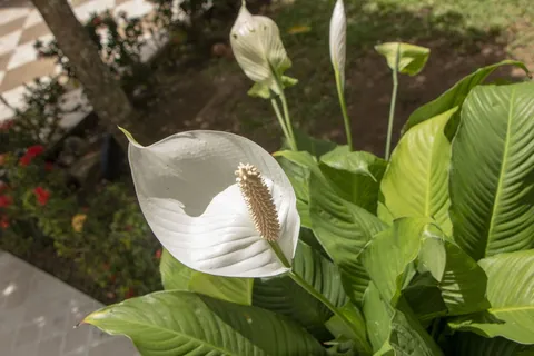 植物、花、花、天南星科、动物、鸟、红掌、百合