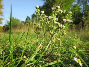 灯盏花、一年生灯盏花、雏菊灯盏花、东方雏菊灯盏花、野花、植物区系、植物学、植物