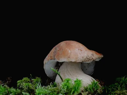 cep、蘑菇、迪克林、黑色背景、摄影棚拍摄、蔬菜、真菌、食品
