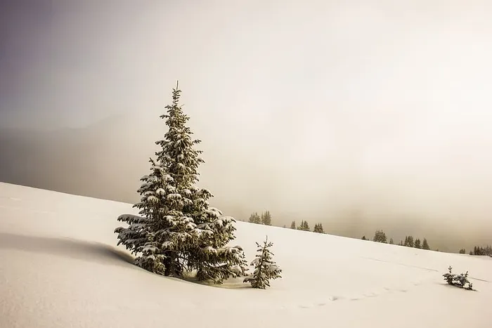自然，平原，雪，毯子，树木，天空，云，雾