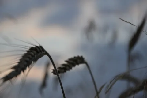 玉米、小麦、植物、产量、粮食、穗、村、种植 玉米、小麦、植物、产量、粮食、穗、村、种植