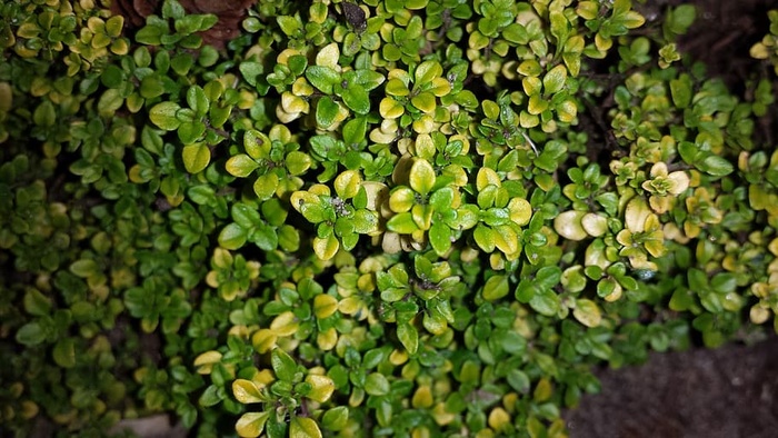 百里香，香草，百里香酱，绿色，生长，植物，全框架，没有人