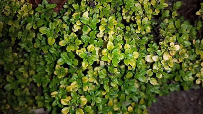 百里香，香草，百里香酱，绿色，生长，植物，全框架，没有人