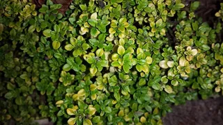 百里香，香草，百里香酱，绿色，生长，植物，全框架，没有人