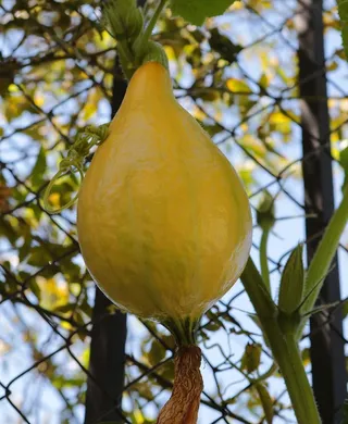 南瓜、南瓜、黄色、蔬菜、新鲜、素食、有机、花园
