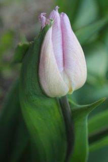 植物，芽，花，芽，dragør，丹麦，郁金香，花