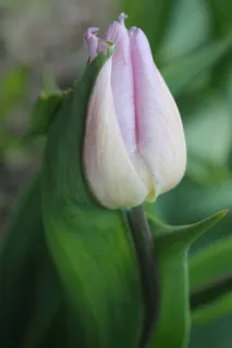 植物,芽,花,芽,dragør,丹麦,郁金香,花 植物,芽,花,芽,dragør,丹麦,郁金香,花