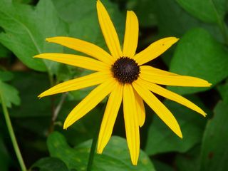 普通，花，花，普通sonnenhut，bloom，plant，yellow，rudbeckia fulgida