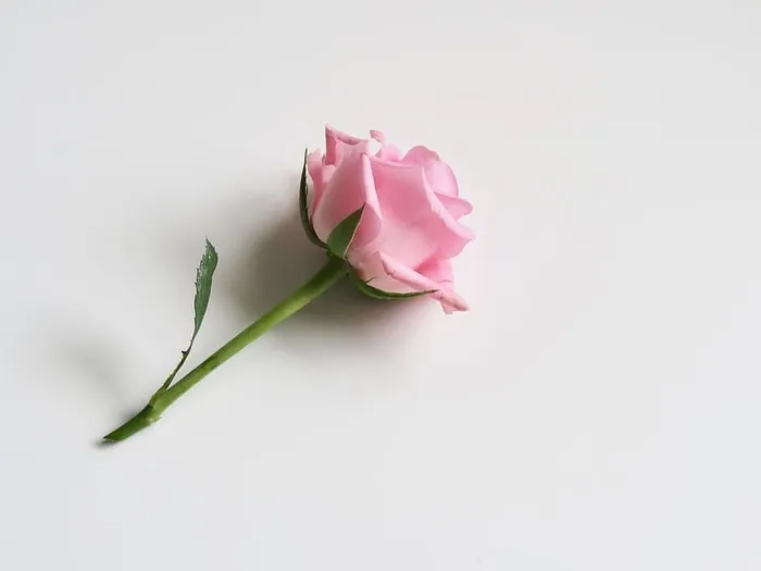 单曲、粉色、玫瑰色、白色背景、花朵、动物、壁纸、高清