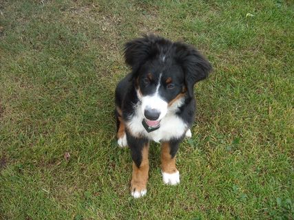 小狗，婊子，伯纳·塞宁狗，朋友，脸，肖像，散步，好奇