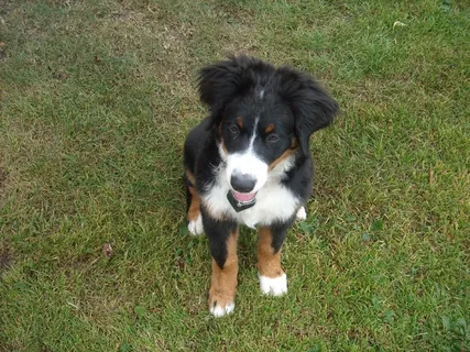 小狗，婊子，伯纳·塞宁狗，朋友，脸，肖像，散步，好奇