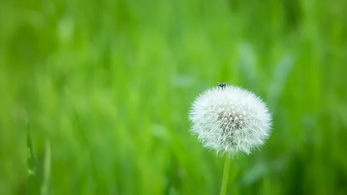 蒲公英，苍蝇，客人，坐，参观，客人可以享受，休息，播种