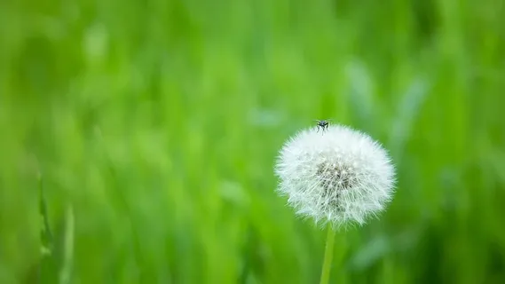 蒲公英,苍蝇,客人,坐,参观,客人可以享受,休息,播种 蒲公英,苍蝇,客人,坐,参观,客人可以享受,休息,播种