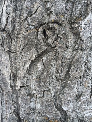 树皮，灰色，纹理，树皮，灰色