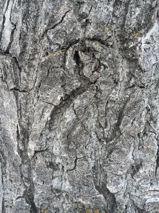 树皮，灰色，纹理，树皮，灰色