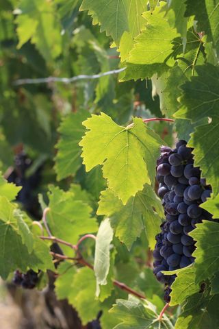 葡萄，葡萄藤，葡萄园，种植，意大利，托斯卡纳，基安蒂，叶子