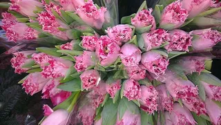 花束，郁金香，春天，花朵，粉色，切花，礼物，新鲜度