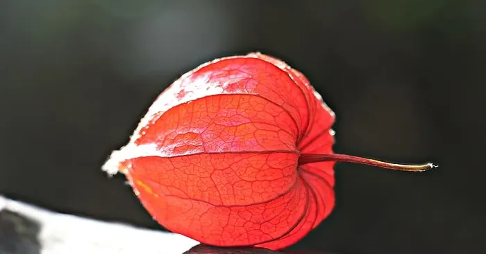 红色圆果、蓝紫荆、酸浆、观赏植物、果皮、植物区系、自然、nachtschattengewächs