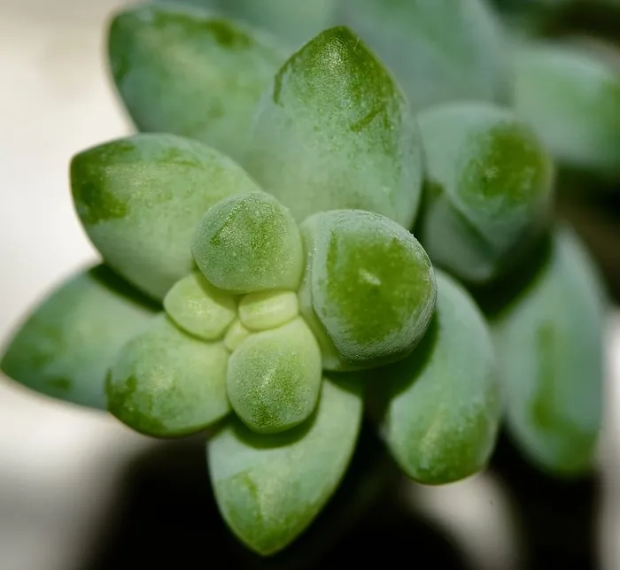 植物，葡萄，食品，水果，多汁，驴尾，景天，豌豆