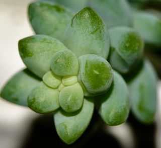 植物，葡萄，食品，水果，多汁，驴尾，景天，豌豆