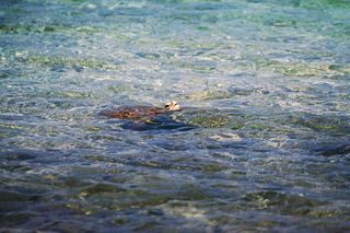 动物、两栖动物、海龟、乌龟、游泳、大自然、水、海洋