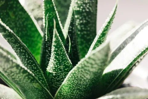 英国,伍尔弗汉普顿,自然,盆栽,植物,芦荟,脊柱,山楂 英国,伍尔弗汉普顿,自然,盆栽,植物,芦荟,脊柱,山楂