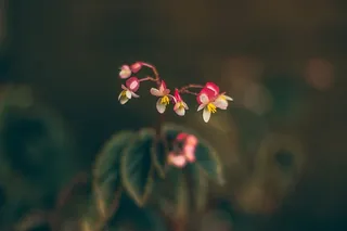 红色花瓣的选择性聚焦摄影