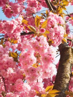 樱花,日本樱花,气味,开花,开花,日本樱花,观赏樱花,春天 樱花,日本樱花,气味,开花,开花,日本樱花,观赏樱花,春天