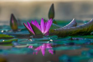 睡莲，水生植物，花，开花，开花，紫色，池塘植物，植物