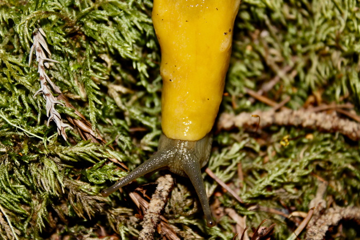 在美国，博尔德河，一个大盆地，红杉州立公园，香蕉蛞蝓，红杉，树木，特写，一种动物