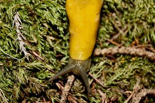 在美国，博尔德河，一个大盆地，红杉州立公园，香蕉蛞蝓，红杉，树木，特写，一种动物