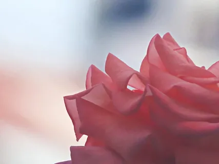 玫瑰、粉色、温柔、浪漫、花朵、特写、植物、自然之美