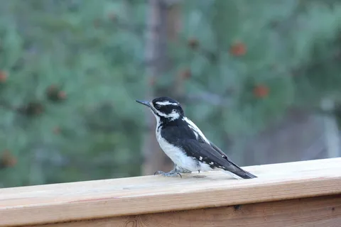 科罗拉多州，鸟，啄木鸟，绒毛啄木鸡，可爱，可爱的鸟，小鸟，毛茸茸的
