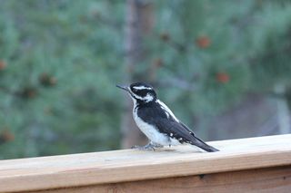 科罗拉多州，鸟，啄木鸟，绒毛啄木鸡，可爱，可爱的鸟，小鸟，毛茸茸的