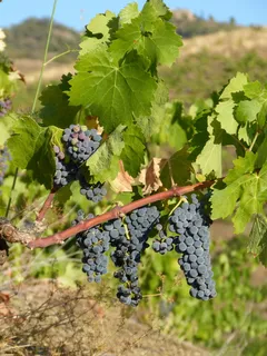 priorat,葡萄园,葡萄,板岩,葡萄园,葡萄栽培,生长,植物 priorat,葡萄园,葡萄,板岩,葡萄园,葡萄栽培,生长,植物
