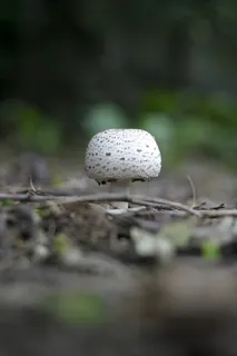 森林地面上的圆形白色和灰色蘑菇 森林地面上的圆形白色和灰色蘑菇