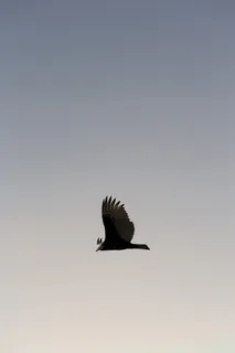 鸟,飞翔,天空,动物,自然,户外,飞翔,羽毛 鸟,飞翔,天空,动物,自然,户外,飞翔,羽毛