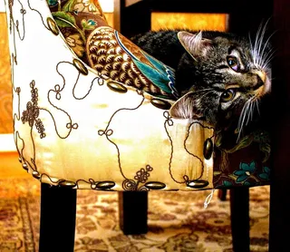 白色和黑色花朵Swoop椅上的短涂层灰色平纹猫