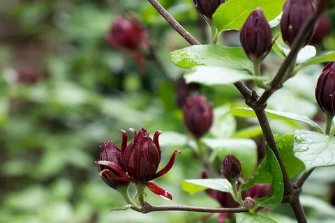 Calycanthus floridus,通常被称为Carolina allspice,是一种罕见的圆形落叶灌木,可长到6-9米高。它的特色是芳香的、棕色到勃艮第色的花朵,从4月中旬到5月中旬开放。花被褐色的、瓮状的果实种子荚所取代,这些种子荚在秋天成熟,在整个冬季持续数月。深色、有光泽、绿色的叶子和树皮被压碎后会释放出丁香或樟脑般的气味。花和叶都经常用来做花香。使用的其他名称还有甜灌木、草莓灌木 Calycanthus floridus,通常被称为Carolina allspice,是一种罕见的圆形落叶灌木,可长到6-9米高。它的特色是芳香的、棕色到勃艮第色的花朵,从4月中旬到5月中旬开放。花被褐色的、瓮状的果实种子荚所取代,这些种子荚在秋天成熟,在整个冬季持续数月。深色、有光泽、绿色的叶子和树皮被压碎后会释放出丁香或樟脑般的气味。花和叶都经常用来做花香。使用的其他名称还有甜灌木、草莓灌木