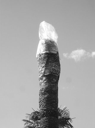 帕尔玛，药剂，玛丽娜·迪·马萨，芭芭拉·博纳诺，bnnrrb，贡品，阳具，天空