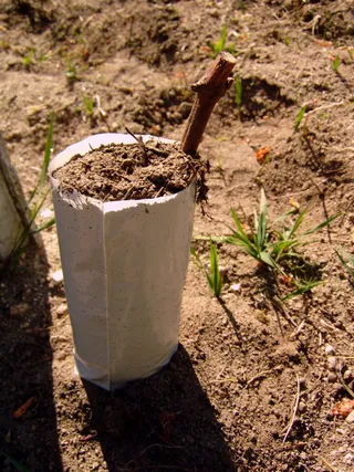 嫁接、葡萄园、albariño、rias baixas、galicia、葡萄栽培、泥土、自然