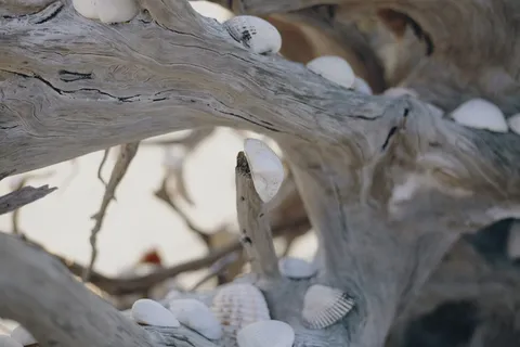 浮木上贝壳的照片 浮木上贝壳的照片