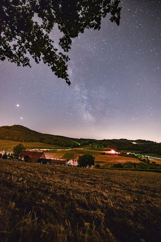 星空下的绿树