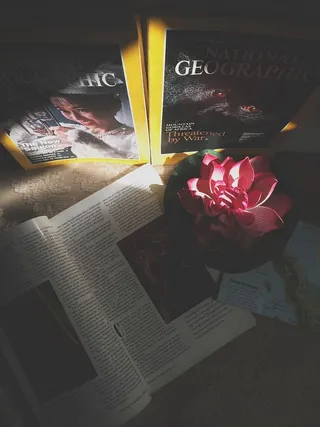 沙特阿拉伯，al-jubail，花，文本，开花植物，出版物，书籍，西文脚本